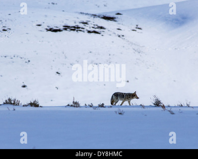 Coyote, Canis Latrans, amerikanische Schakal, Pinsel Wolf, Präriewolf, Lamar Valley, Yellowstone-Nationalpark, Wyoming, USA Stockfoto