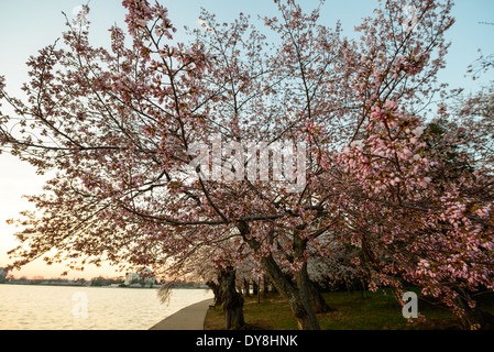 WASHINGTON DC, USA – das Licht am frühen Morgen erleuchtet die Kirschblüten des Tidal Basin bei Sonnenaufgang in voller Blüte. Das goldene Leuchten taucht in die zarten rosa und weißen Blüten und schafft eine ruhige und malerische Szene, die die vergängliche Schönheit des Frühlings in der Hauptstadt der Nation einfängt. Stockfoto