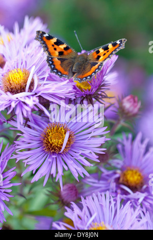 Kleine Schildpatt Schmetterling auf Aster Novae-Angliae "Frau S. T. Wright". Hahnenfußgewächse; Frost-Blume. Staude, September. Stockfoto