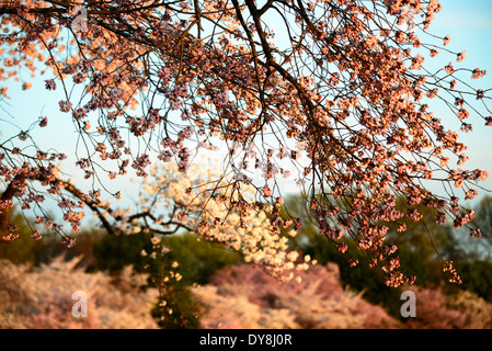 WASHINGTON DC, USA – das Licht am frühen Morgen erleuchtet die Kirschblüten des Tidal Basin bei Sonnenaufgang in voller Blüte. Das goldene Leuchten taucht in die zarten rosa und weißen Blüten und schafft eine ruhige und malerische Szene, die die vergängliche Schönheit des Frühlings in der Hauptstadt der Nation einfängt. Stockfoto