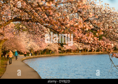 Der berühmte Yoshino Kirsche blüht rund um die TIdal Basin in Washington DC für den Frühling in voller Blüte platzen. Stockfoto