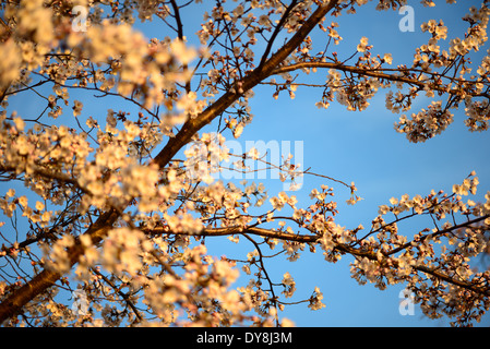 WASHINGTON DC, USA – das Licht am frühen Morgen erleuchtet die Kirschblüten des Tidal Basin bei Sonnenaufgang in voller Blüte. Das goldene Leuchten taucht in die zarten rosa und weißen Blüten und schafft eine ruhige und malerische Szene, die die vergängliche Schönheit des Frühlings in der Hauptstadt der Nation einfängt. Stockfoto