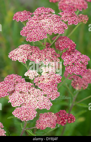 Nahaufnahme von Achillea Millefolium 'Ananas Mango', Schafgarbe, Tutti Frutti-Serie. Rosa und weißen Blüten. Juni. Stockfoto