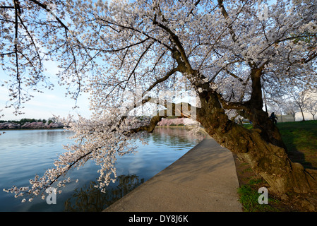 WASHINGTON DC, USA – die Kirschblüten in voller Blüte sorgen an einem sonnigen Frühlingstag für eine atemberaubende Blütenpracht in Rosa und weiß rund um das Tidal Basin. Die malerische Szene zieht viele Besucher an, um dieses jährliche Spektakel in der Hauptstadt der Nation zu erleben. Stockfoto