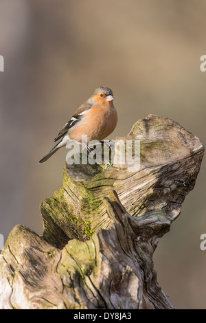 Erwachsenen männlichen Buchfinken (Fringilla Coelebs) hocken auf einem Baumstumpf Stockfoto