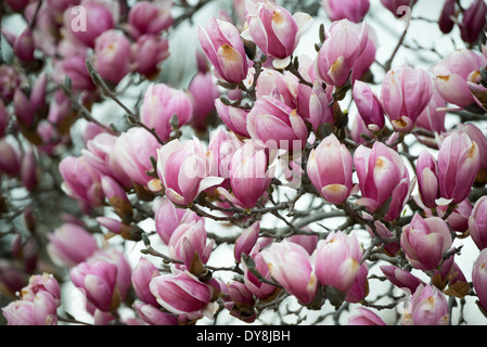 WASHINGTON DC, Vereinigte Staaten – die Saucer Magnolias (Magnolia x soulangeana) beginnen ihre Frühjahrsblüte am George Mason Memorial in der Nähe des Tidal Basin. Die rosa-weißen Blüten kündigen den Frühling in der Hauptstadt der Nation an und verleihen diesem weniger bekannten Denkmal Farbe. Stockfoto