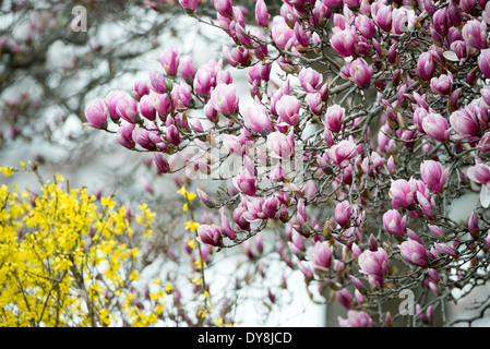 WASHINGTON DC, Vereinigte Staaten – die Saucer Magnolias (Magnolia x soulangeana) beginnen ihre Frühjahrsblüte am George Mason Memorial in der Nähe des Tidal Basin. Die rosa-weißen Blüten kündigen den Frühling in der Hauptstadt der Nation an und verleihen diesem weniger bekannten Denkmal Farbe. Stockfoto