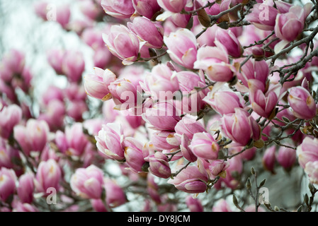 WASHINGTON DC, Vereinigte Staaten – die Saucer Magnolias (Magnolia x soulangeana) beginnen ihre Frühjahrsblüte am George Mason Memorial in der Nähe des Tidal Basin. Die rosa-weißen Blüten kündigen den Frühling in der Hauptstadt der Nation an und verleihen diesem weniger bekannten Denkmal Farbe. Stockfoto