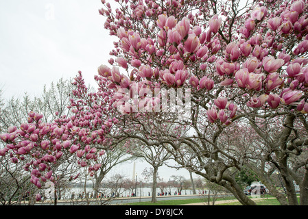 WASHINGTON DC – am George Mason Memorial erblühen im Frühjahr Saucer Magnolien. Im Hintergrund ist das Washington Monument zu sehen. Der Gedenkgarten, der der Gründung von Pater George Mason gewidmet ist, verfügt über blühende Bäume, die eine der ersten Blumendekorationen der Stadt darstellen, die typischerweise vor der Kirschblüte blühen. Stockfoto