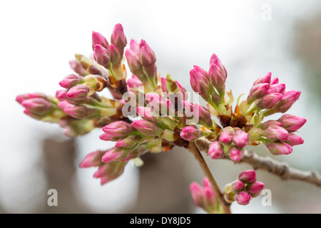 WASHINGTON DC – Eine Nahaufnahme zeigt die rosafarbenen Knospen der Yoshino-Kirschbäume, die sich auf die Blüte am Tidal Basin vorbereiten. Diese blühenden Bäume, ein Geschenk aus Japan im Jahr 1912, stehen im Mittelpunkt des jährlichen National Cherry Blossom Festival, das jedes Frühjahr stattfindet. Stockfoto