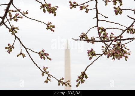 WASHINGTON DC, USA – aus nächster Nähe sehen Sie die berühmten Kirschblüten von Washington DC, die in Blüte kommen und die zarten rosa und weißen Blüten der Yoshino-Kirschbäume zeigen. Dieses detaillierte Bild fängt die vergängliche Schönheit ein, die jedes Frühjahr Millionen von Besuchern in die Hauptstadt zieht. Stockfoto