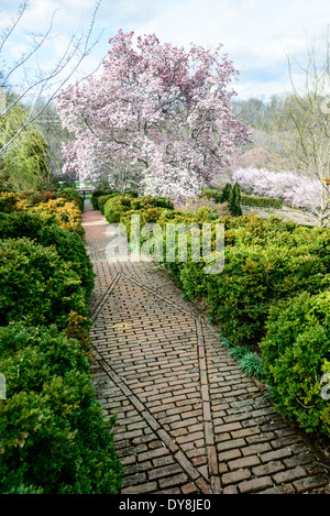 Dumbarton Oaks Gardens Brick Path Washington DC | WASHINGTON D.C., Vereinigte Staaten – Ein gemauerter Pfad, gesäumt von abgeschnittenen Hecken, führt zu blühenden Magnolienbäumen in den Gärten von Dumbarton Oaks. Die Landschaftsarchitektin Beatrix Farrand entwarf das Gelände ab 1921 nach dem Prinzip der Verlagerung von Materialien von Backsteinen in der Nähe des Hauses auf raue Steine im äußeren Wald. Das Georgetown Anwesen wurde 1967 als Teil des Georgetown Historic District National Historic Landmark gelistet. Stockfoto