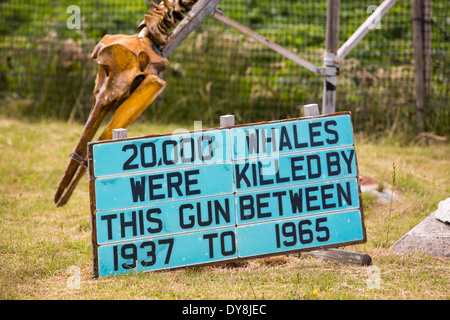 Ein Gutsbesitzer in Port Stanley auf den Falklandinseln, ein Walmuseum mit einem Anti Walfang geschaffen hat, schräg. Stockfoto