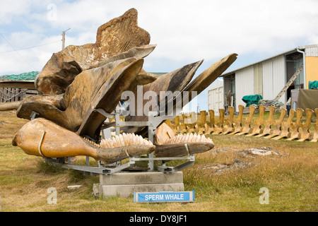 Ein Gutsbesitzer in Port Stanley auf den Falklandinseln, ein Walmuseum mit einem Anti Walfang geschaffen hat, schräg. Stockfoto