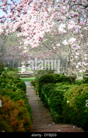 Dumbarton Oaks Gardens Fountain Washington DC | WASHINGTON D.C., Vereinigte Staaten – Magnolienblüten umrahmen einen Steinbrunnen, der durch einen von Buchsbäumen gesäumten Pfad in Dumbarton Oaks erblickt wird, das Georgetown Anwesen Beatrix Farrand, das zwischen 1921 und 1951 für den Besitzer Mildred Barnes Bliss entworfen wurde. Das Wasser hat mehrere Ebenen des Terrassengeländes, vor allem entlang der Achse, die von der Green Terrace zur Fountain Terrace verläuft. Die Harvard University verwaltet das Anwesen seit November 1940. Stockfoto