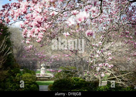 Dumbarton Oaks Gardens Spring Blossoms Washington DC / WASHINGTON DC, Vereinigte Staaten — Frühlingsblüten erhellen die Gärten von Dumbarton Oaks, dem historischen Anwesen von Georgetown, wo Beatrix Farrand durch seine jahrzehntelange Zusammenarbeit mit Mildred Barnes Bliss eine der am meisten dokumentierten Landschaften der Vereinigten Staaten schuf. Farrands detailliertes „Plant Book“, das ab 1941 auf Wunsch des Regisseurs John Thacher zusammengestellt und 1980 veröffentlicht wurde, dokumentierte den saisonalen Gartenbauplan, der dem Gelände seinen Charakter über das ganze Jahr hinweg verleiht. Die Gärten stammen von formellen Terrassen in der Nähe des N ab Stockfoto