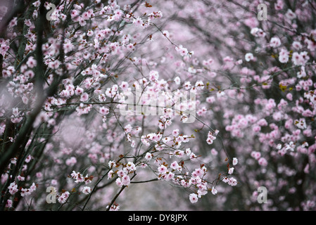 Dumbarton Oaks Gardens Cherry Blossoms Washington DC / WASHINGTON DC, Vereinigte Staaten – in voller Blüte bilden die Dumbarton Oaks einen dichten rosa und weißen Vorhang, wo die Frühlingssaison Besucher zu den berühmten Terrassengärten des Anwesens Georgetown lockt. Beatrix Farrand behandelte blühende Bäume als strukturelle Elemente in ihrer Komposition und integrierte sie in die Sequenz von Gartenräumen, die sie ab 1921 mit Mildred Barnes Bliss entwickelte. Farrands „Plant Book“, das ab 1941 zusammengestellt und 1980 posthum veröffentlicht wurde, dokumentierte die gartenbaulichen Details, die susta sind Stockfoto