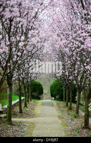 Dumbarton Oaks Gardens Blühbäume Washington DC | WASHINGTON D.C., Vereinigte Staaten – Ein Tunnel aus blühenden Kirschbäumen säumt einen Kiesweg durch die Gartenräume von Dumbarton Oaks, dem Georgetown Anwesen Beatrix Farrand, das über mehr als drei Jahrzehnte in Zusammenarbeit mit dem Eigentümer Mildred Barnes Bliss entworfen wurde. Die Nominierung des National Register nennt die Arbeit in Farands Karriere unübertroffen für „Ambition or Extent“. Die Harvard University verwaltet die Gärten des Anwesens seit dem Transfer der Blisses im Jahr 1940. Stockfoto