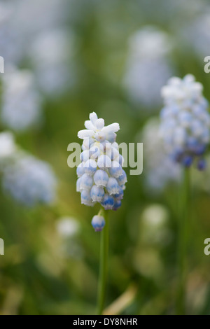 Grape Hyacinth. Muscari Armeniacum "Pfefferminze" Stockfoto