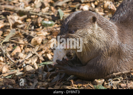 Europäischen Fischotter Essen eine tote Maus Stockfoto