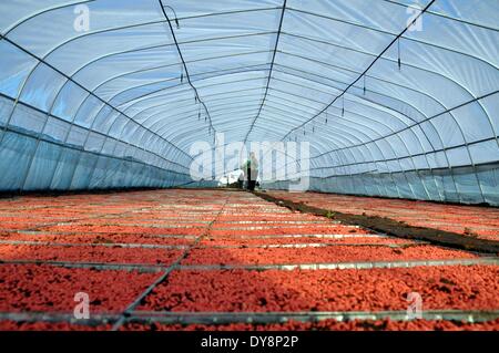 Heihe, Chinas Provinz Heilongjiang. 9. April 2014. Menschen arbeiten auf einem Bauernhof in Heilongjiang Reclamation Area in Heihe, Nordost-China Provinz Heilongjiang, 9. April 2014. Heilongjiang Reclamation Area, auf einer Fläche von etwa 2,4 Millionen Hektar, ist die größte staatliche Farm und auch die wichtige Basis der marktfähigen Korn in China. © Zhou Liangjun/Xinhua/Alamy Live-Nachrichten Stockfoto