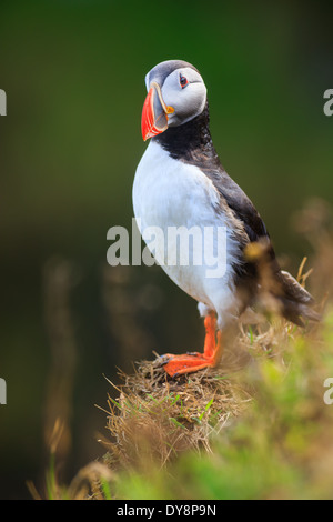 Papageitaucher auf den Klippen am Dyrhólaey, Island Stockfoto