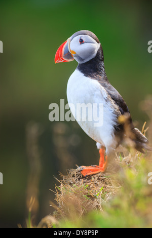 Papageitaucher auf den Klippen am Dyrhólaey, Island Stockfoto