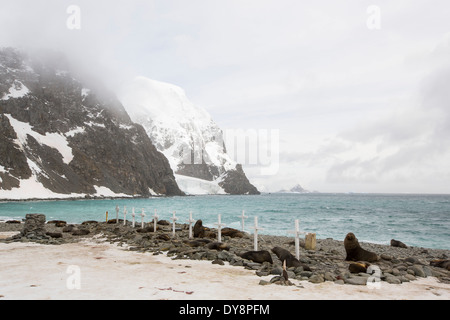 Gräber und antarktischen Seebären an Base Orcadas ist eine argentinische Forschungsstation in der Antarktis Stockfoto