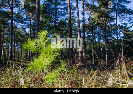 Kiefer Baum Neuanlage sonnig in einem Kiefernwald Stockfoto