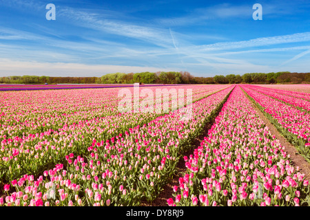 Farbenfrohe Tulpenfelder in den Niederlanden an einem hellen, sonnigen Tag Stockfoto