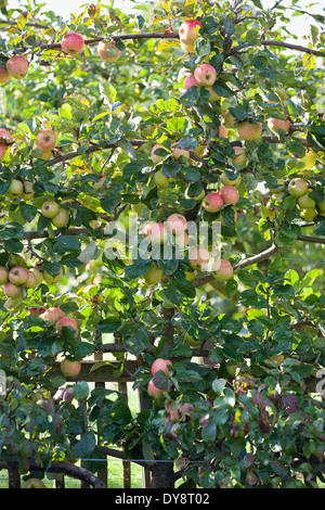 Malus Monarch, Apple, September Herbst. Espaliered Baum Früchte trägt. Stockfoto