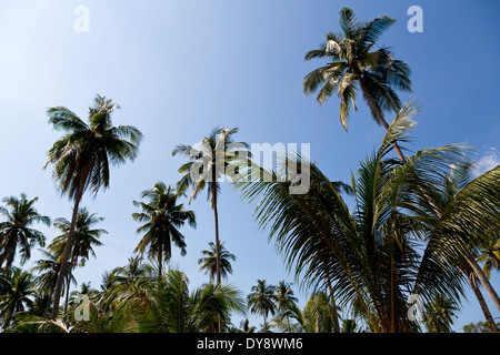 Palmen auf Ko Chang, Thailand Stockfoto