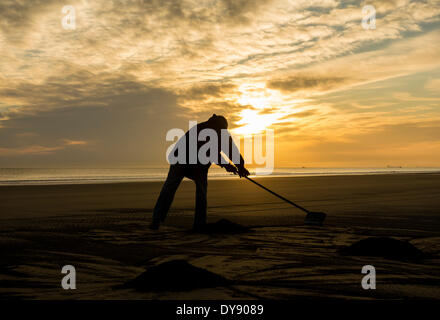 Die Landspitze, Hartlepool, UK. 10. April 2014. Seacoaler bei Sonnenaufgang an einem herrlichen Donnerstag Morgen an der Küste von Nordostengland.  Gewaschen Meer Kohle in Haufen gesammelt und auf einem Pick up Truck später gereinigt und an Kraftwerke verkauft werden geladen. Bildnachweis: ALANDAWSONPHOTOGRAPHY/Alamy Live-Nachrichten Stockfoto