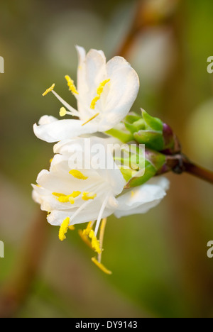 Lonicera 'Standishii' Winter Honeysuckle. Dezember, Strauch. Weiße duftende Blüten. Stockfoto