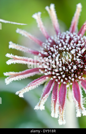 Echinacea, Sonnenhut. Staude, November. Blume in Frost bedeckt. Stockfoto
