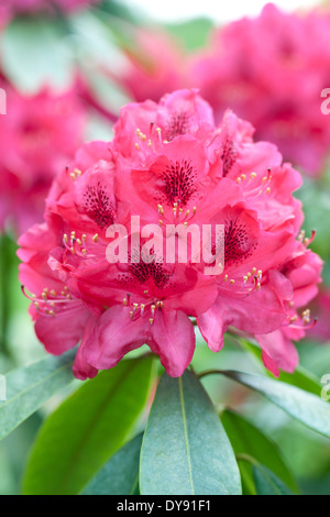 Rhododendron Nova Zembla, Rhodo, Strauch, Mai. Rosa Flowerhead. Stockfoto