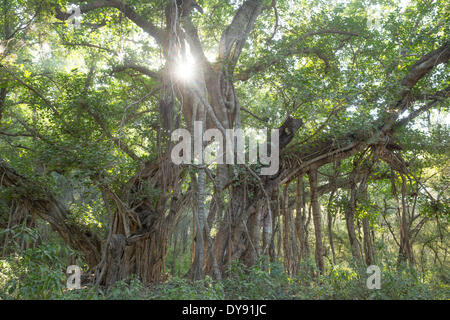 Banyan, Baum, Ranthambore national park, Asien, Indien, Baum, Bäume, Rajasthan, Stockfoto