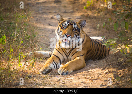 Indisch, Tiger, Ranthambore, Nationalpark, Asien, Indien, Rajasthan, Tier, Stockfoto