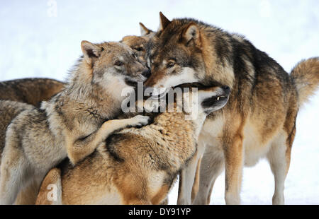 Canis Lupus Caniden europäischer Wolf grauer Wolf Raubtiere Wölfe Raubtier Wolf Winter Schnee kalt Frost Canine Natur wildes Tier, Stockfoto