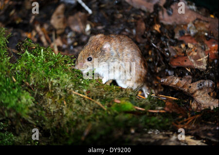 Bank Wühlmaus winterlichen Wald Boden Myodes Glareolus Maus Säugetiere Wirbeltiere Mäuse Feldmäuse Wühlmäuse Muroids Cricetids Bank Wühlmäuse, Stockfoto