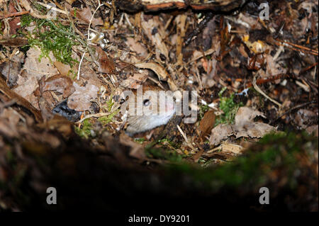 Bank Wühlmaus winterlichen Wald Boden Myodes Glareolus Maus Säugetiere Wirbeltiere Mäuse Feldmäuse Wühlmäuse Muroids Cricetids Bank Wühlmäuse, Stockfoto