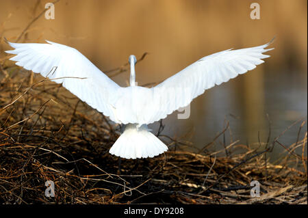 Silberreiher-Casmerodius Albus Reiher Schreitvögel Vögel Wasservögel fliegen Reiher Beaver Lodge Altmühl See Franken Tier, Stockfoto