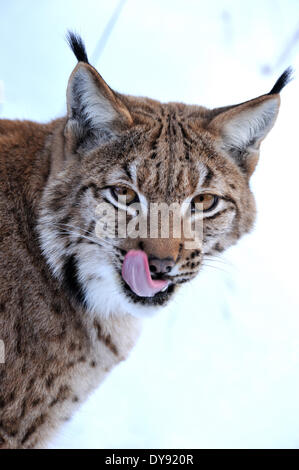 Luchs Katze Raubkatze Raubtier Katzen Wildkatze Großkatzen Luchse Pelztiere Winter Winter Luchs Lynx Lynx Eurasischen Luchs europäischen Schnee Stockfoto