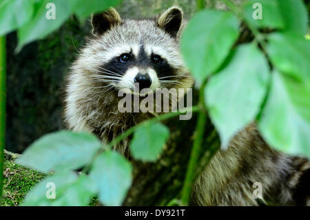 Racoon, Caniden, Raubtier, kleiner Bär, nordamerikanischer Waschbär, Procyon Lotor, Waschbären, Tier, Tiere, Deutschland, Europa, Stockfoto