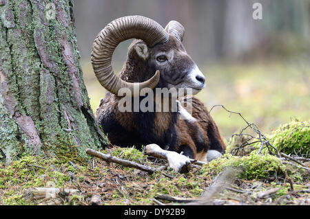 Mufflon Widder Bergschafe Ovis Ammon Musimon Winter Mantel Schafe wilde Schafe Ziege-Antilopen horn Hörner sind herbstliche Spurrinnen Stockfoto