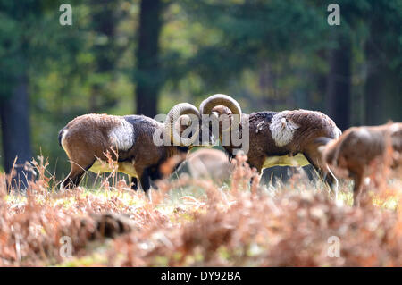 Mufflon Widder Bergschafe Ovis Ammon Musimon Winter Mantel Schafe wilde Schafe Ziege-Antilopen horn Hörner sind herbstliche Spurrinnen Stockfoto