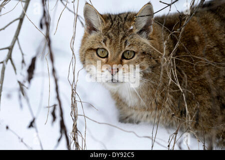 Wildkatze Predator Spiel Räuber Räuber kleine Katzen Katzen Katze Wildkatzen Felis Silvestris Wildkatzen Schnee Winter Tier, Stockfoto