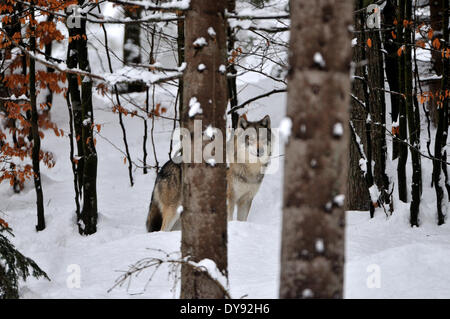 Canis Lupus Caniden europäischer Wolf grauer Wolf Raubtiere Wölfe Raubtier Wolf Winter Schnee kalt Frost Canine Tier Keim Stockfoto