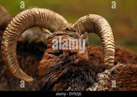 Waschmittel, Ram, Bergschafe, Ovis Ammon Musimon, sind, Frühling, Hörner, Tier, Tiere, Deutschland, Europa, Stockfoto