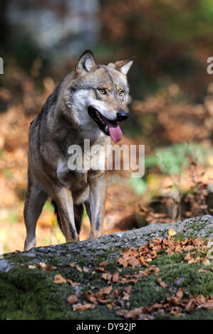 Canis Lupus Caniden europäischer Wolf grauer Wolf Raubtiere Wölfe Raubtier Wolf Canine Herbst Tier Deutschland Europa, Stockfoto